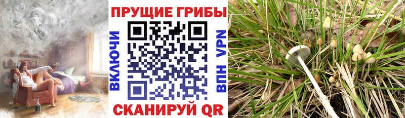 Псилоцибиновые грибы Cubensis  купить  цена  Сосенский 